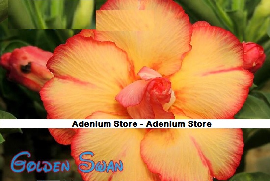 (image for) New Adenium Obesum \'Golden Swan\' 5 Seeds